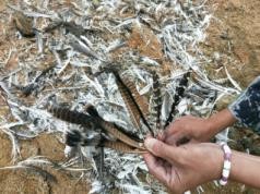 九州ku游官网,湖南野生动物追踪,湖南卫星追踪器,湖南追踪器 九州ku游官网,湖南野生动物追踪,湖南卫星追踪器,湖南追踪器