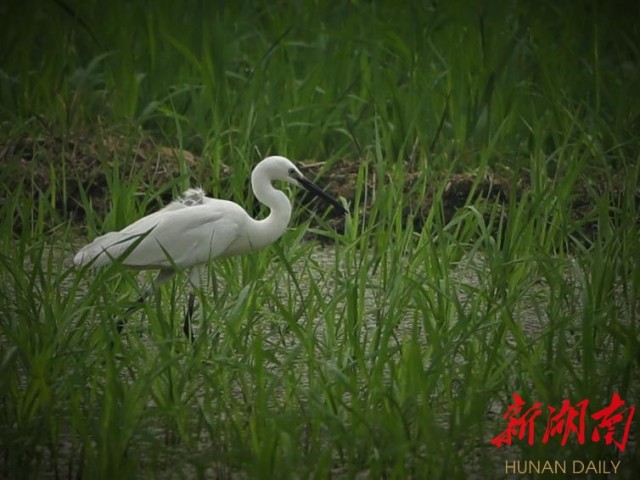 攸县兴林油茶,油茶苗,油茶果,轻基质杯苗,裸根苗,油茶苗价钱,油茶苗批发,油茶苗基地 攸县兴林油茶,油茶苗,油茶果,轻基质杯苗,裸根苗,油茶苗价钱,油茶苗批发,油茶苗基地