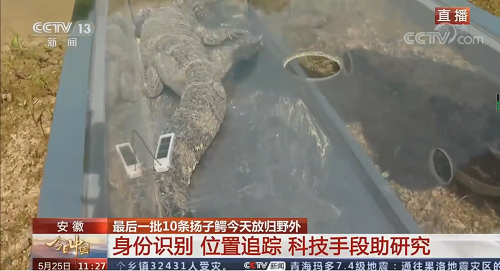 ¾ÅÖÝkuÓιÙÍø,ºþÄÏÒ°Éú¶¯Îï×·×Ù,ºþÄÏÎÀÐÇ×·×ÙÆ÷,ºþÄÏ×·×ÙÆ÷ ¾ÅÖÝkuÓιÙÍø,ºþÄÏÒ°Éú¶¯Îï×·×Ù,ºþÄÏÎÀÐÇ×·×ÙÆ÷,ºþÄÏ×·×ÙÆ÷