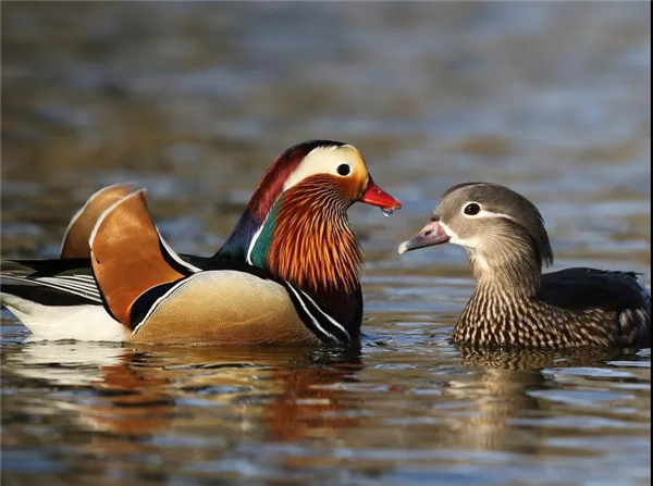 ¾ÅÖÝkuÓιÙÍø,ºþÄÏÒ°Éú¶¯Îï×·×Ù,ºþÄÏÎÀÐÇ×·×ÙÆ÷,ºþÄÏ×·×ÙÆ÷ ¾ÅÖÝkuÓιÙÍø,ºþÄÏÒ°Éú¶¯Îï×·×Ù,ºþÄÏÎÀÐÇ×·×ÙÆ÷,ºþÄÏ×·×ÙÆ÷