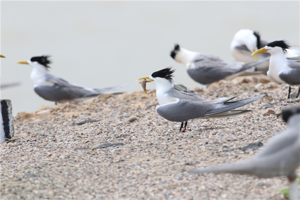 ¾ÅÖÝkuÓιÙÍø,ºþÄÏÒ°Éú¶¯Îï×·×Ù,ºþÄÏÎÀÐÇ×·×ÙÆ÷,ºþÄÏ×·×ÙÆ÷ ¾ÅÖÝkuÓιÙÍø,ºþÄÏÒ°Éú¶¯Îï×·×Ù,ºþÄÏÎÀÐÇ×·×ÙÆ÷,ºþÄÏ×·×ÙÆ÷