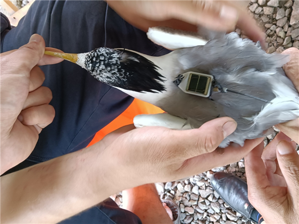 ¾ÅÖÝkuÓιÙÍø,ºþÄÏÒ°Éú¶¯Îï×·×Ù,ºþÄÏÎÀÐÇ×·×ÙÆ÷,ºþÄÏ×·×ÙÆ÷ ¾ÅÖÝkuÓιÙÍø,ºþÄÏÒ°Éú¶¯Îï×·×Ù,ºþÄÏÎÀÐÇ×·×ÙÆ÷,ºþÄÏ×·×ÙÆ÷