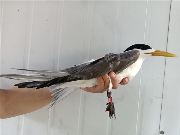 ¾ÅÖÝkuÓιÙÍø,ºþÄÏÒ°Éú¶¯Îï×·×Ù,ºþÄÏÎÀÐÇ×·×ÙÆ÷,ºþÄÏ×·×ÙÆ÷ ¾ÅÖÝkuÓιÙÍø,ºþÄÏÒ°Éú¶¯Îï×·×Ù,ºþÄÏÎÀÐÇ×·×ÙÆ÷,ºþÄÏ×·×ÙÆ÷