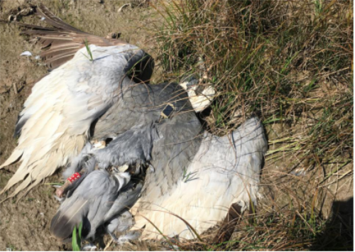 ¾ÅÖÝkuÓιÙÍø,ºþÄÏÒ°Éú¶¯Îï×·×Ù,ºþÄÏÎÀÐÇ×·×ÙÆ÷,ºþÄÏ×·×ÙÆ÷ ¾ÅÖÝkuÓιÙÍø,ºþÄÏÒ°Éú¶¯Îï×·×Ù,ºþÄÏÎÀÐÇ×·×ÙÆ÷,ºþÄÏ×·×ÙÆ÷