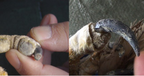 ¾ÅÖÝkuÓιÙÍø,ºþÄÏÒ°Éú¶¯Îï×·×Ù,ºþÄÏÎÀÐÇ×·×ÙÆ÷,ºþÄÏ×·×ÙÆ÷ ¾ÅÖÝkuÓιÙÍø,ºþÄÏÒ°Éú¶¯Îï×·×Ù,ºþÄÏÎÀÐÇ×·×ÙÆ÷,ºþÄÏ×·×ÙÆ÷