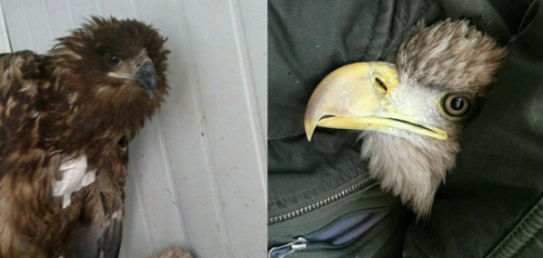 ¾ÅÖÝkuÓιÙÍø,ºþÄÏÒ°Éú¶¯Îï×·×Ù,ºþÄÏÎÀÐÇ×·×ÙÆ÷,ºþÄÏ×·×ÙÆ÷ ¾ÅÖÝkuÓιÙÍø,ºþÄÏÒ°Éú¶¯Îï×·×Ù,ºþÄÏÎÀÐÇ×·×ÙÆ÷,ºþÄÏ×·×ÙÆ÷