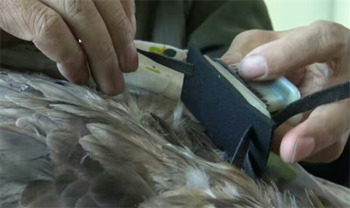 ¾ÅÖÝkuÓιÙÍø,ºþÄÏÒ°Éú¶¯Îï×·×Ù,ºþÄÏÎÀÐÇ×·×ÙÆ÷,ºþÄÏ×·×ÙÆ÷ ¾ÅÖÝkuÓιÙÍø,ºþÄÏÒ°Éú¶¯Îï×·×Ù,ºþÄÏÎÀÐÇ×·×ÙÆ÷,ºþÄÏ×·×ÙÆ÷