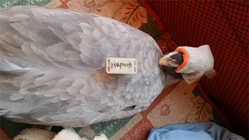 ¾ÅÖÝkuÓιÙÍø,ºþÄÏÒ°Éú¶¯Îï×·×Ù,ºþÄÏÎÀÐÇ×·×ÙÆ÷,ºþÄÏ×·×ÙÆ÷ ¾ÅÖÝkuÓιÙÍø,ºþÄÏÒ°Éú¶¯Îï×·×Ù,ºþÄÏÎÀÐÇ×·×ÙÆ÷,ºþÄÏ×·×ÙÆ÷