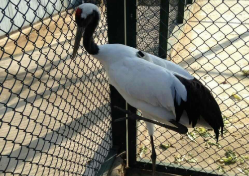 ¾ÅÖÝkuÓιÙÍø,ºþÄÏÒ°Éú¶¯Îï×·×Ù,ºþÄÏÎÀÐÇ×·×ÙÆ÷,ºþÄÏ×·×ÙÆ÷ ¾ÅÖÝkuÓιÙÍø,ºþÄÏÒ°Éú¶¯Îï×·×Ù,ºþÄÏÎÀÐÇ×·×ÙÆ÷,ºþÄÏ×·×ÙÆ÷