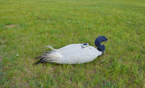 九州ku游官网,湖南野生动物追踪,湖南卫星追踪器,湖南追踪器 九州ku游官网,湖南野生动物追踪,湖南卫星追踪器,湖南追踪器