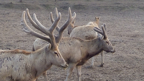 ¾ÅÖÝkuÓιÙÍø,ºþÄÏÒ°Éú¶¯Îï×·×Ù,ºþÄÏÎÀÐÇ×·×ÙÆ÷,ºþÄÏ×·×ÙÆ÷ ¾ÅÖÝkuÓιÙÍø,ºþÄÏÒ°Éú¶¯Îï×·×Ù,ºþÄÏÎÀÐÇ×·×ÙÆ÷,ºþÄÏ×·×ÙÆ÷