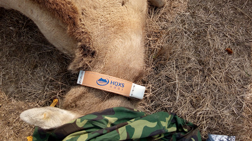 ¾ÅÖÝkuÓιÙÍø,ºþÄÏÒ°Éú¶¯Îï×·×Ù,ºþÄÏÎÀÐÇ×·×ÙÆ÷,ºþÄÏ×·×ÙÆ÷ ¾ÅÖÝkuÓιÙÍø,ºþÄÏÒ°Éú¶¯Îï×·×Ù,ºþÄÏÎÀÐÇ×·×ÙÆ÷,ºþÄÏ×·×ÙÆ÷