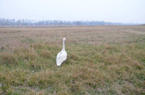 九州ku游官网,湖南野生动物追踪,湖南卫星追踪器,湖南追踪器 九州ku游官网,湖南野生动物追踪,湖南卫星追踪器,湖南追踪器
