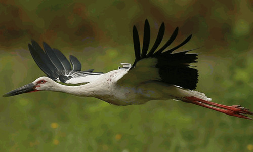 ¾ÅÖÝkuÓιÙÍø,ºþÄÏÒ°Éú¶¯Îï×·×Ù,ºþÄÏÎÀÐÇ×·×ÙÆ÷,ºþÄÏ×·×ÙÆ÷ ¾ÅÖÝkuÓιÙÍø,ºþÄÏÒ°Éú¶¯Îï×·×Ù,ºþÄÏÎÀÐÇ×·×ÙÆ÷,ºþÄÏ×·×ÙÆ÷