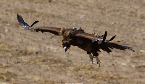 ¾ÅÖÝkuÓιÙÍø,ºþÄÏÒ°Éú¶¯Îï×·×Ù,ºþÄÏÎÀÐÇ×·×ÙÆ÷,ºþÄÏ×·×ÙÆ÷ ¾ÅÖÝkuÓιÙÍø,ºþÄÏÒ°Éú¶¯Îï×·×Ù,ºþÄÏÎÀÐÇ×·×ÙÆ÷,ºþÄÏ×·×ÙÆ÷