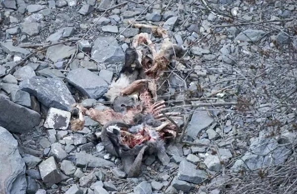 ¾ÅÖÝkuÓιÙÍø,ºþÄÏÒ°Éú¶¯Îï×·×Ù,ºþÄÏÎÀÐÇ×·×ÙÆ÷,ºþÄÏ×·×ÙÆ÷ ¾ÅÖÝkuÓιÙÍø,ºþÄÏÒ°Éú¶¯Îï×·×Ù,ºþÄÏÎÀÐÇ×·×ÙÆ÷,ºþÄÏ×·×ÙÆ÷